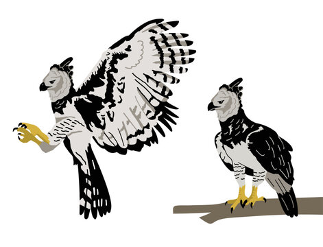 New Guinea Harpyeagle Stock Illustration - Download Image Now - Flying,  Eagle - Bird, Harpy Eagle - iStock