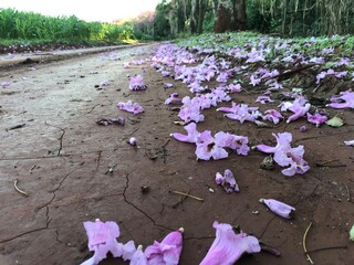 Flores de Ipê