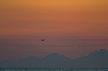 Red Sky with Bird Background 2
