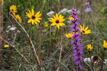 Wildflowers 2