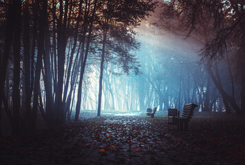 Strangers park. Mysterious fairy forest. Dark fantasy wallpaper. Stranger trees in the mist. Scary atmosphere. Mysterious road. Mystical forest in a fog. Dark scary park with leaves.