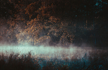 Strangers park. Mysterious fairy forest. Dark fantasy wallpaper. Stranger trees in the mist. Scary atmosphere. Mystical forest in a fog. Dark scary park with leaves.