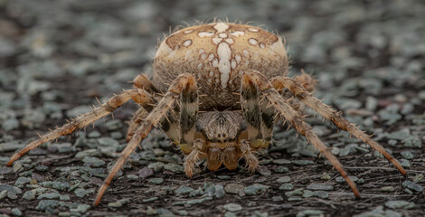 close up of a garden spider