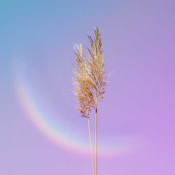 Fototapeta flower plants in the nature and sunset background