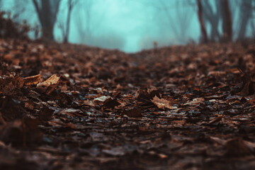 Fairy Mysterious Forest. Copy space. Mystical atmosphere. Fairytale Strangers park. Stranger forest in a fog. Dark scary park. Background wallpaper. Trees in the mist.