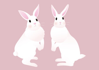 2匹の白いうさぎのイラスト素材