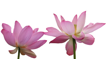 Blooming pink lotus flower or Nelumbo nucifera isolated on white background. Known as Indian lotus, sacred lotus in Hinduism and Buddhism.