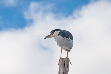 Beautiful bird with blue sky and clouds in the background