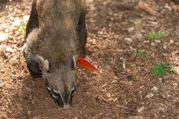 Mexican coati in the jungle, Nasua nasua
