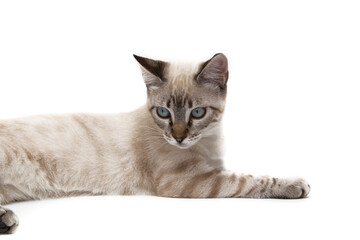 An adorable Siamese kitten, lying on a white background. It is a breed of Thai origin.