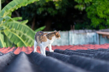 cat on the roof