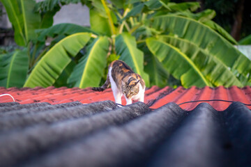cat on the roof