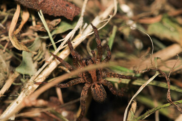 agelena labyrinthica spider macro photo