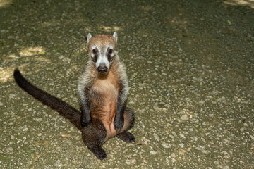 Mexican coati in the jungle, Nasua nasua