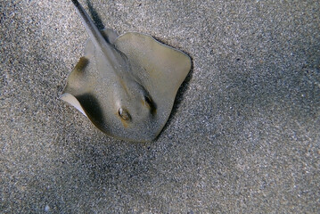 Amazing underwater photography scenes with beautiful stingrays
