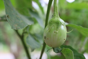 green peas growing in a garden