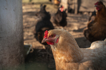 Gallinas de corral