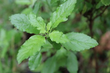 mint leaves in the garden
