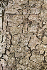 Texture of a tree bark