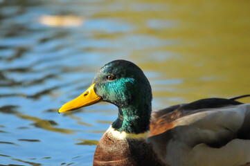 Obraz premium ducks on the lake 2022 in summer