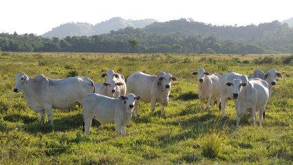 cattle in a field.