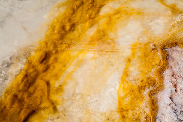 microorganisms in the water