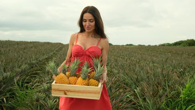 beautiful woman in a dress holding a box of pineapples on the field. a stylish girl in a light summer dress stands in a pineapple field and holds a box of pineapples