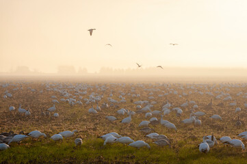 Snow Geese Rest On Arriving From Their Migration From Wrangel Island, Russia. Snow geese visit the Skagit in impressive numbers during the winter months, with annual counts often exceeding 50,000.