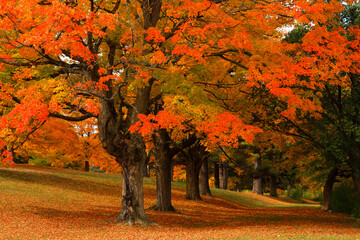 Beautiful New England Fall Foliage with reflections on a sunny day, Boston Massachusetts.