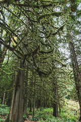 Fototapeta premium giant moss-covered trees in the green lush forest