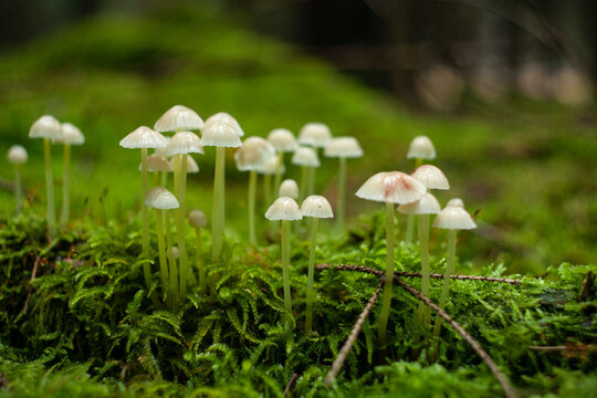 mycena cinerella, peque&ntilde;as setas blancas