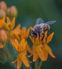 Bee on milkweed