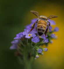 Dramatic bee