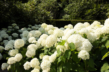 Beautiful hydrangea shrubs with white flowers outdoors