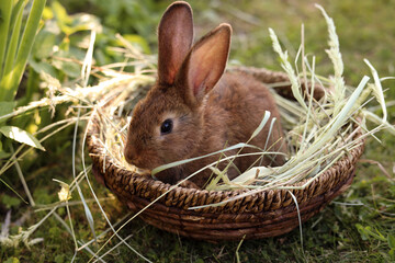 Cute fluffy rabbit in wicker bowl with dry grass outdoors