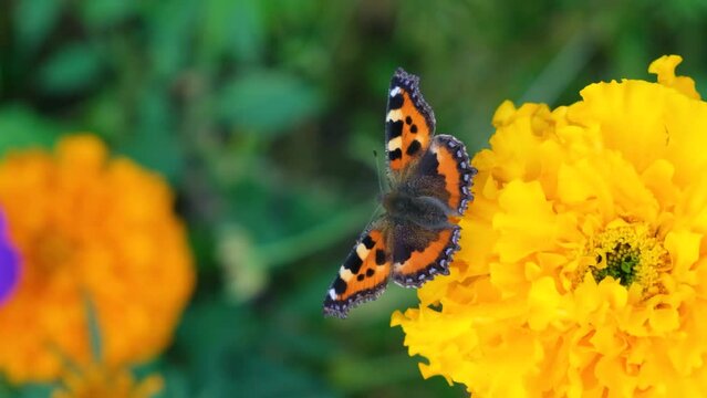 pollination process, butterfly urticaria flies around and collects nectar from orange marigold flower,copy space 4l slow motion, flower garden and insects