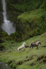 Icelandic horses running up a rocky hillside in front of a waterfall