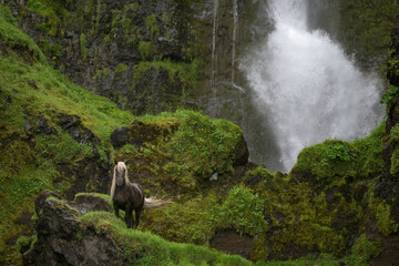 Dark Dapple Gray horse with cream colored mane and tale, posing in front of a waterfall surrounded by moss covered rocks