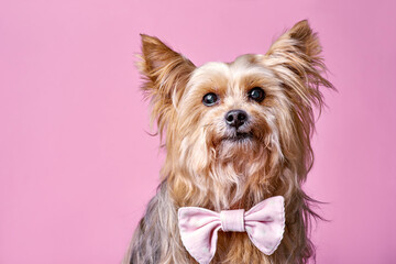 a small dog puppy with a cute pink bow and raised ears is sitting on a plain pink background and...