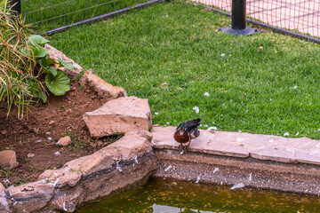 Pato con varios colores cerca de un charco.