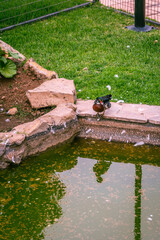 Pato con varios colores cerca de un charco.