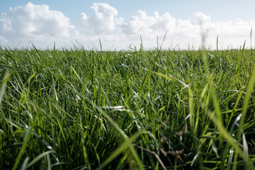 Fototapeta premium Pasture with green juicy grass, good food for livestock. Meadow on the background of blue sky with clouds. Agricultural landscape. 