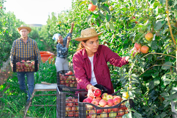 Portrait of focused young female farm worker harvesting ripe red apples in fruit garden on sunny summer day