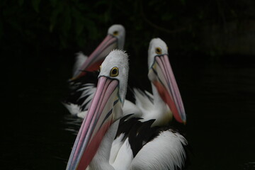 portrait of a pelican