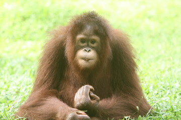 Cute baby orangutan