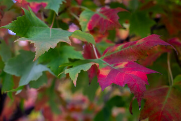 Autumn. Multi-colored leaves. autumn in Quebec. Background group of autumn orange leaves. Outdoors.
