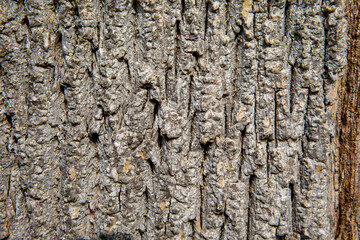 bark of a tree. Texture. Background