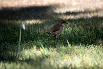 retrato de un hornero común en el parque. Furnarius Rufus 