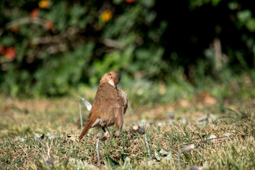 retrato de un hornero común en el parque. Furnarius Rufus 