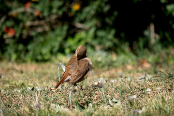 retrato de un hornero com&uacute;n en el parque. Furnarius Rufus 